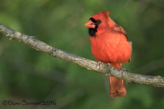 cardinal-rouge-_mg_3075